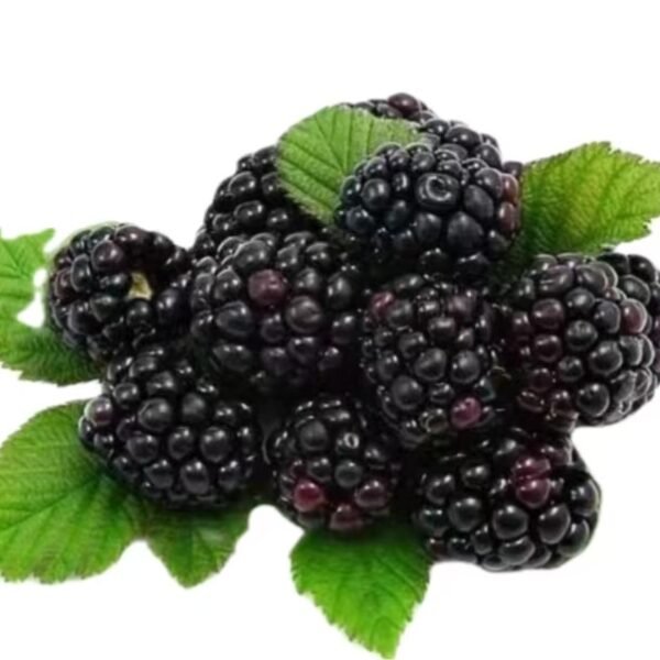 黑莓-6 oz